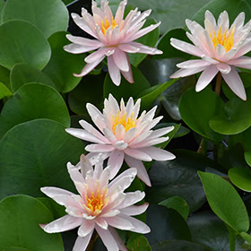 We did not find results for: Starbright Hardy Water Lily Nymphaea Starbright In Frankfort Chicago St Johns Tinley Joliet Orland Illinois Il At Alsip Home And Nursery