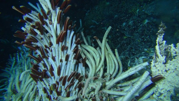 tube worms big