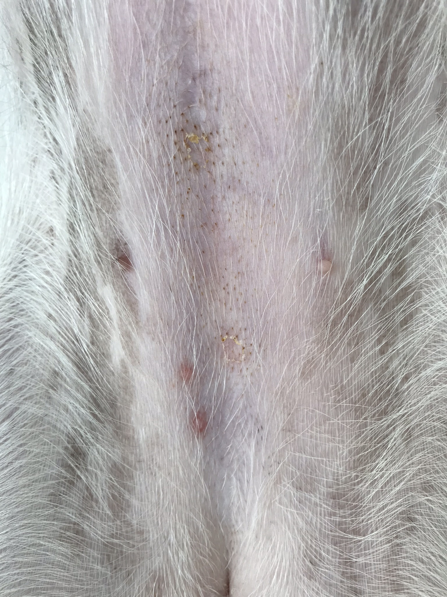 Freemuryovldfsq 犬 お腹 赤い 斑点 犬 お腹 赤い 斑点