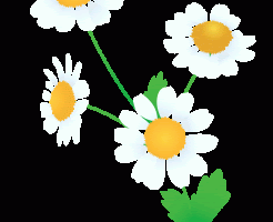 美しい花の画像 心に強く訴える花 言葉 謝罪