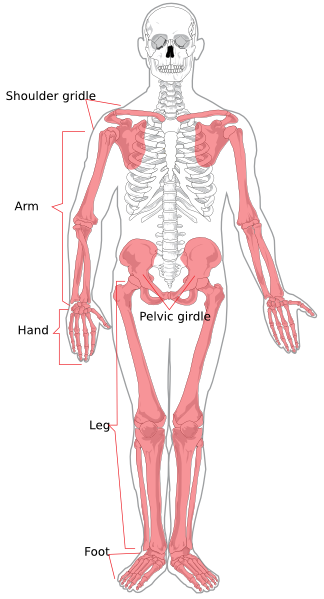 Hops, skips, and lunges all use your. Free Muscular System Cliparts Download Free Muscular System Cliparts Png Images Free Cliparts On Clipart Library