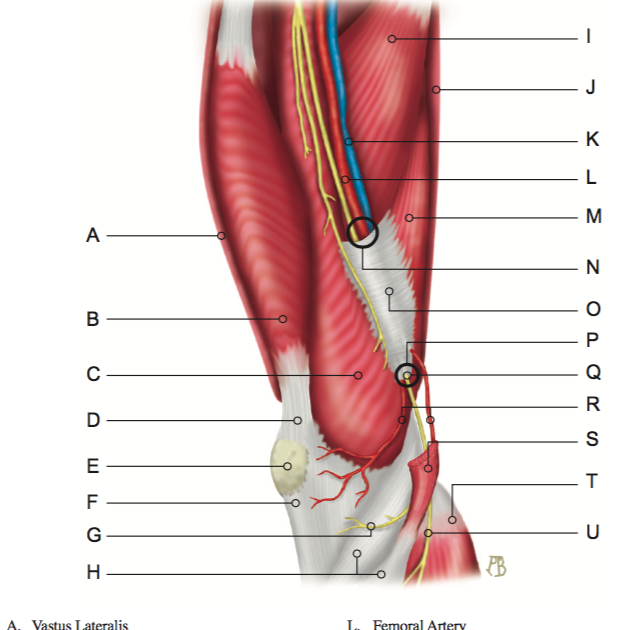 Patellar Tendon Diagram : Knee Muscle And Tendon Injuries ...