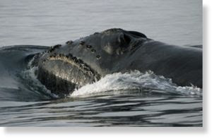 North_Pacific_right_whale_800x.jpg