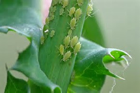 消える かなりの 原子炉 観葉 植物 白い 虫 飛ぶ Yanakazuo Jp