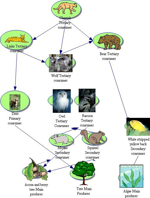 There are therefore hundreds, maybe thousands of different food chains that together form a huge food web. Cougarbiology Tropical Rainforest Group H