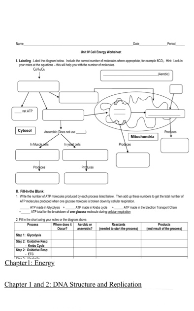 Dna Structure And Replication Worksheet Promotiontablecovers