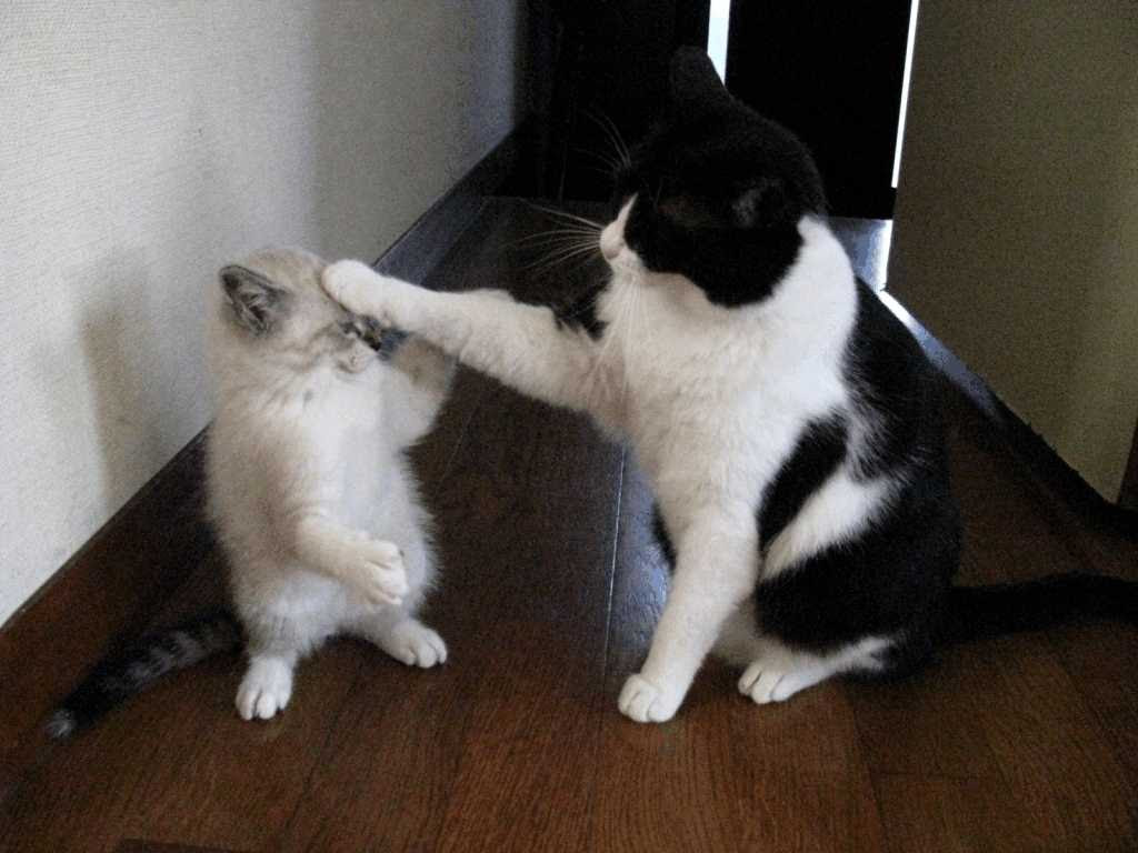 印刷可能 おもしろ猫 壁紙 最高の選択されたhd壁紙画像