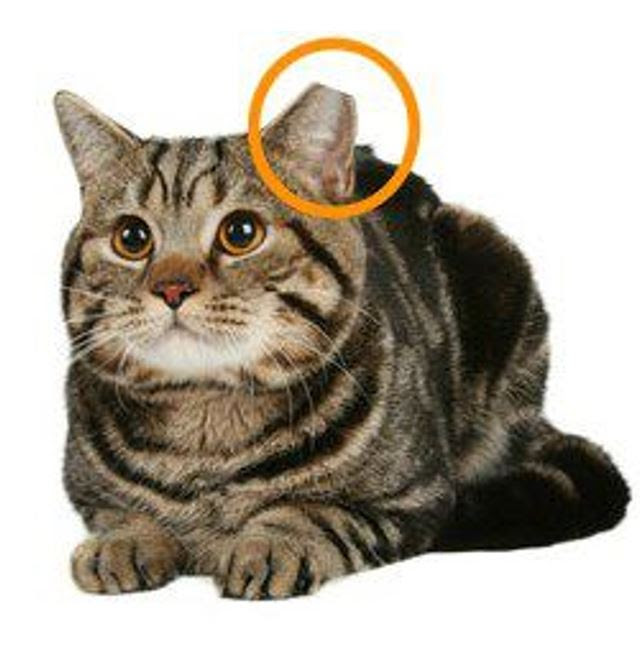 How Can You Tell If A Stray Cat Has Rabies - CatWalls