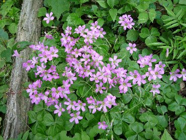 これまでで最高の三つ葉 花 ピンク すべての美しい花の画像