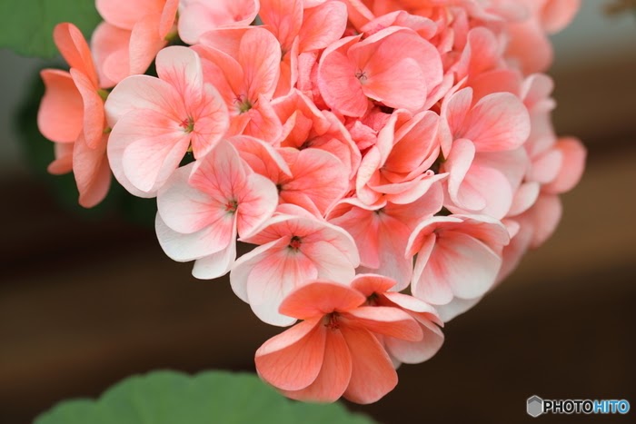これまでで最高のアイビー ゼラニウム 花 言葉 すべての美しい花の画像