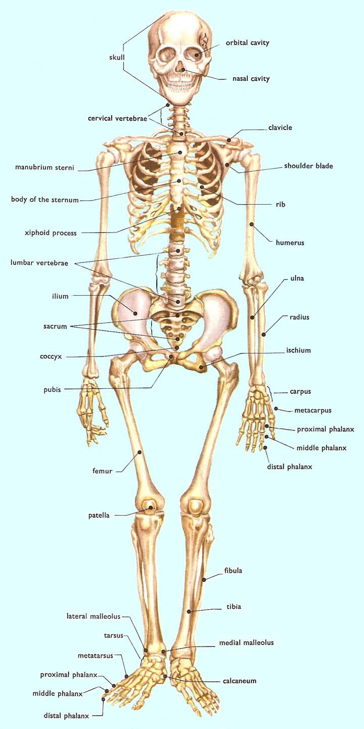 Human bone anatomy | osteology. Skeleton