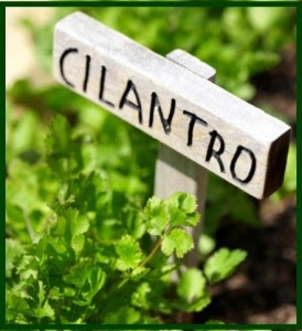 cilantro sign