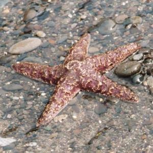 21+ Ide Terpopuler Pengertian Echinodermata