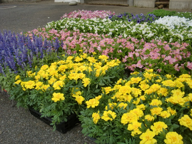 美しい花の画像 ベスト花壇 に 植える 花