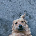 wallpaper aesthetic dog Cute aesthetic dog wallpapers