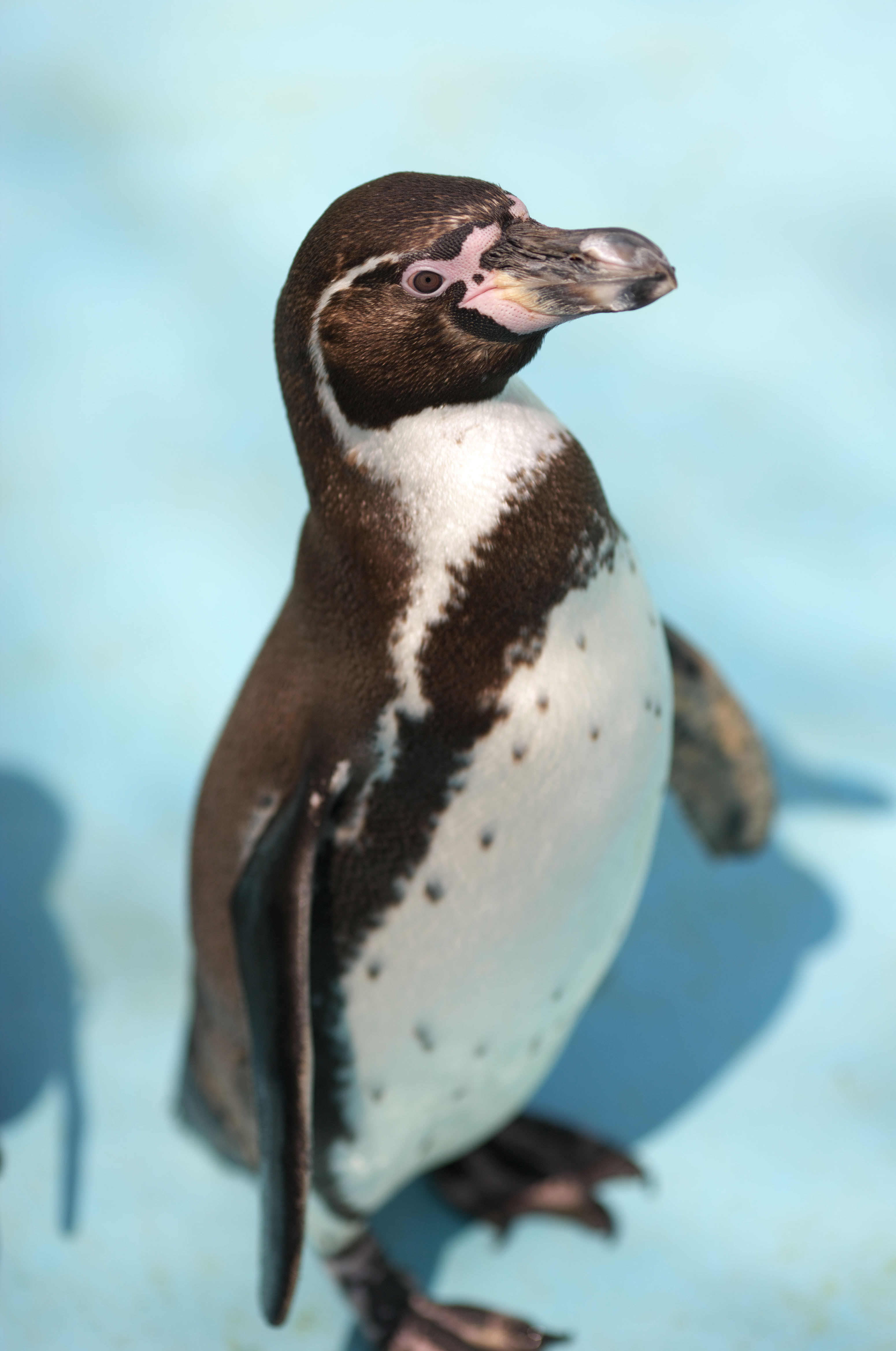 75 ペンギン 画像 フリー 花の画像