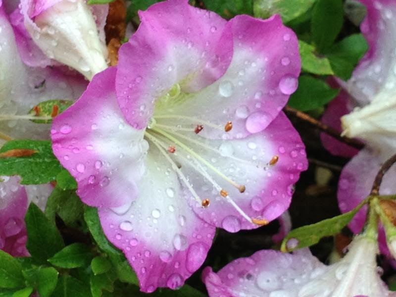これまでで最高のさつき の 種類 最高の花の画像