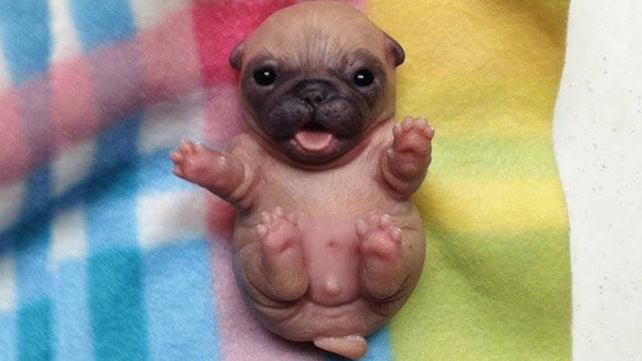 ベスト50 犬 画像 かわいい イラスト画像