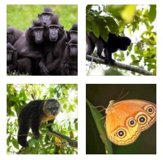  Hewan  Endemik  Di Indonesia  Bagian  Tengah  Berbagai Bagian  