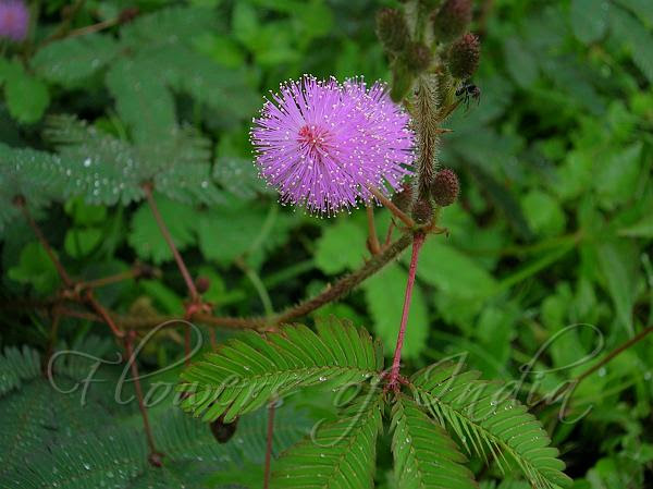 Lavender Flower Meaning In Bengali Best Flower Wallpaper