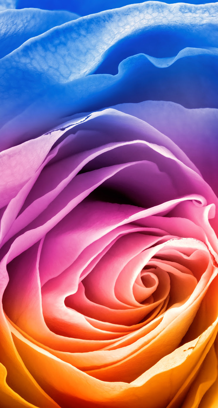 ベスト50 スマホ 壁紙 レインボー ローズ 壁紙 最高の花の画像