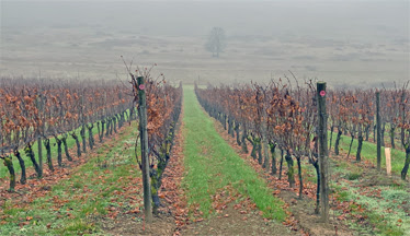 Maybe you would like to learn more about one of these? Wine Trail Traveler