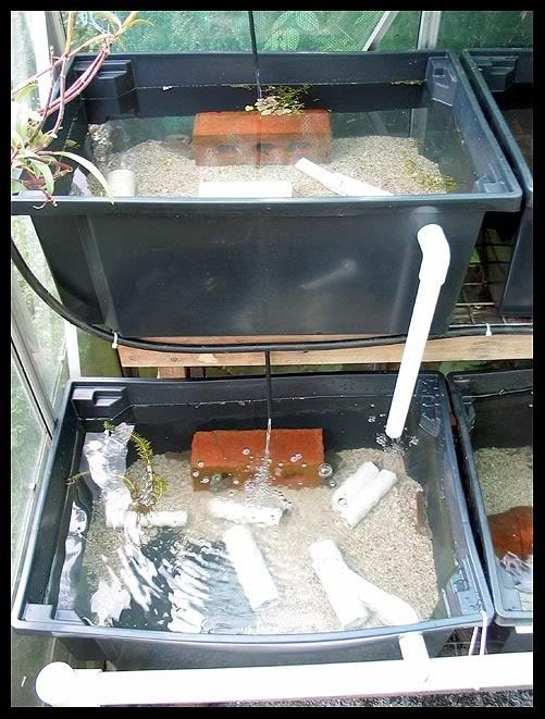 nadika: next yabby farming aquaponics