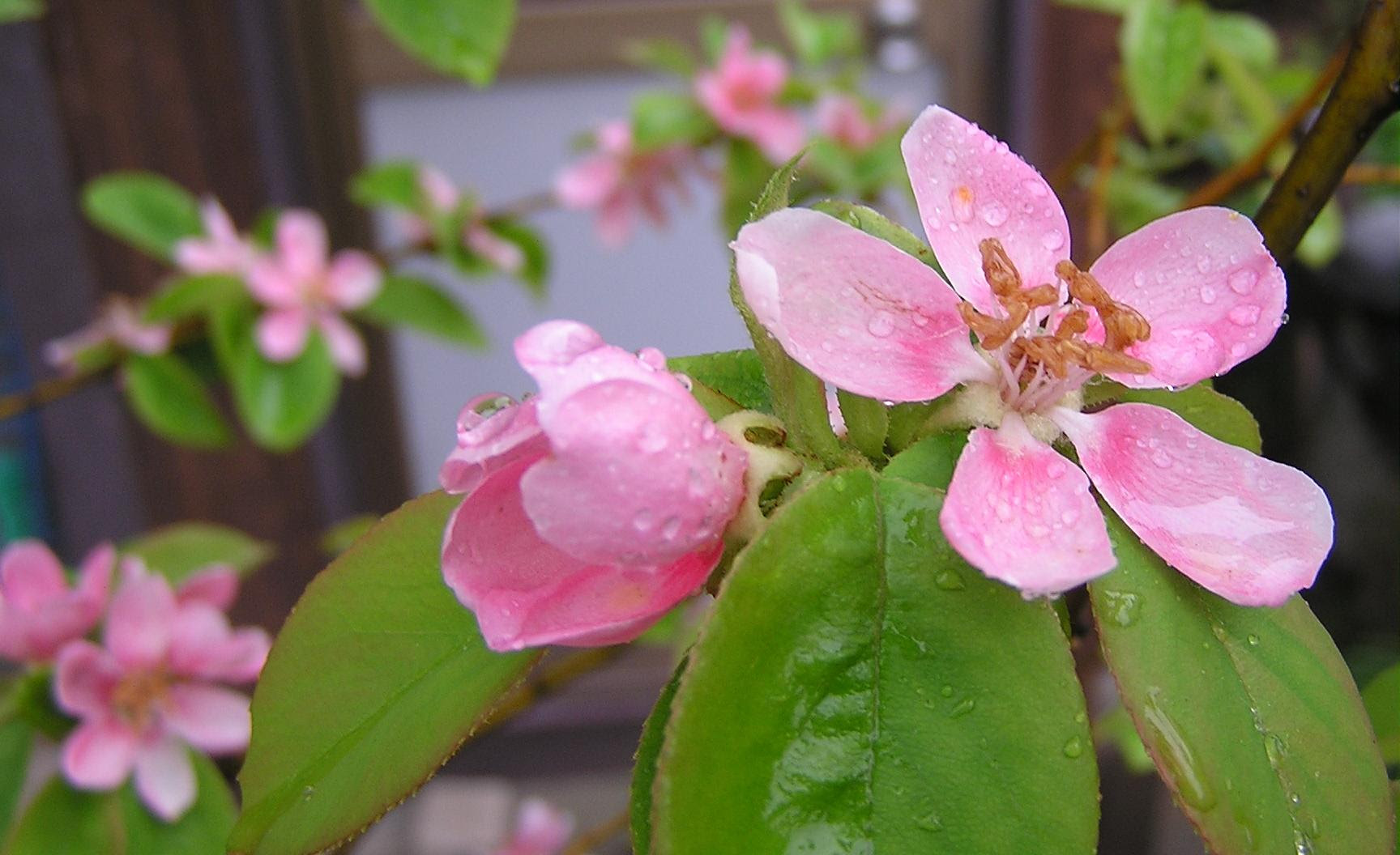 ぜいたくカリン 花束 すべての美しい花の画像
