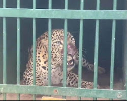 Leopard that killed 6-year-old girl in Tirupati captured