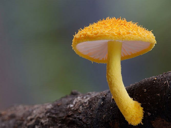 photos of mushrooms