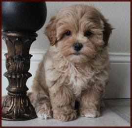 Check spelling or type a new query. Shichon Poo Aka Daisy Dog Puppies For Sale Mixed Breed For Sale Iowa