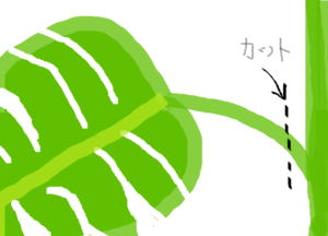 すべての美しい花の画像 元のモンステラ 切り 方