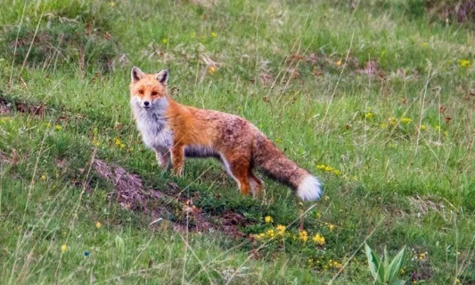 Stop à la chasse d'été du chevreuil et du renard dans le Jura