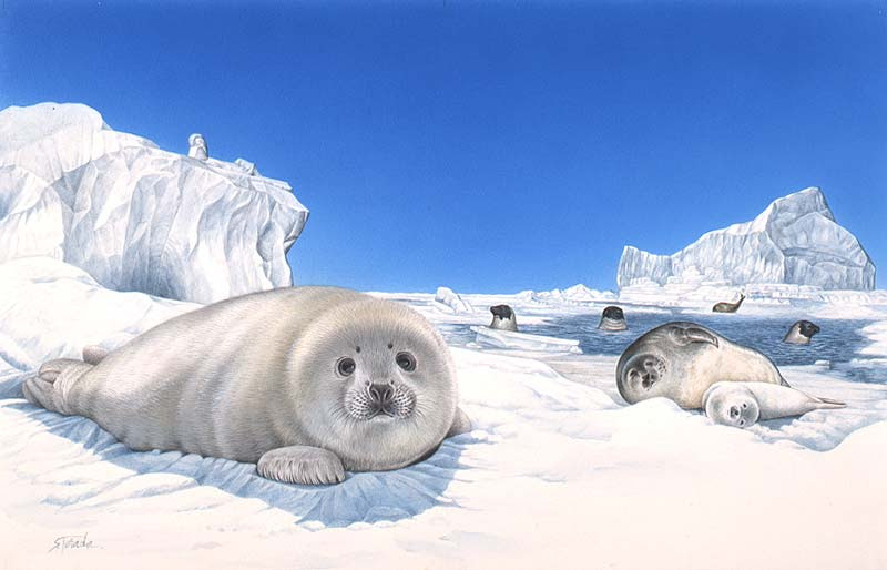 無料印刷可能リアル かわいい アザラシ イラスト かわいい動物画像