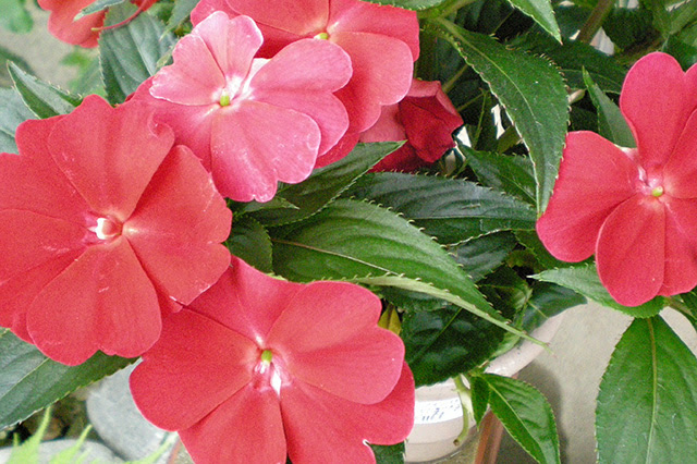 元のニューギニアインパチェンス 育て方 最高の花の画像