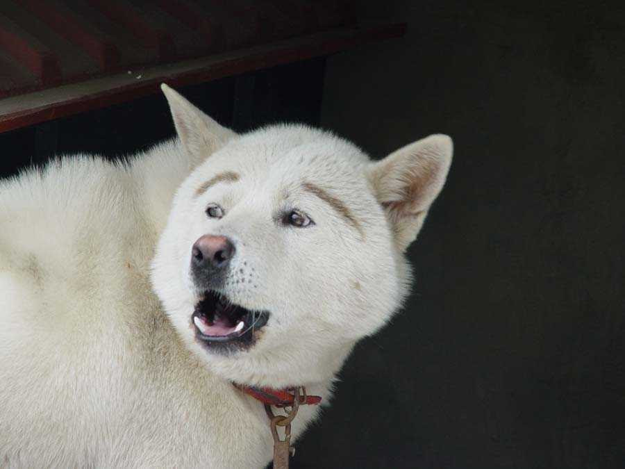 ユニーク犬 壁紙 Pc 最高の花の画像