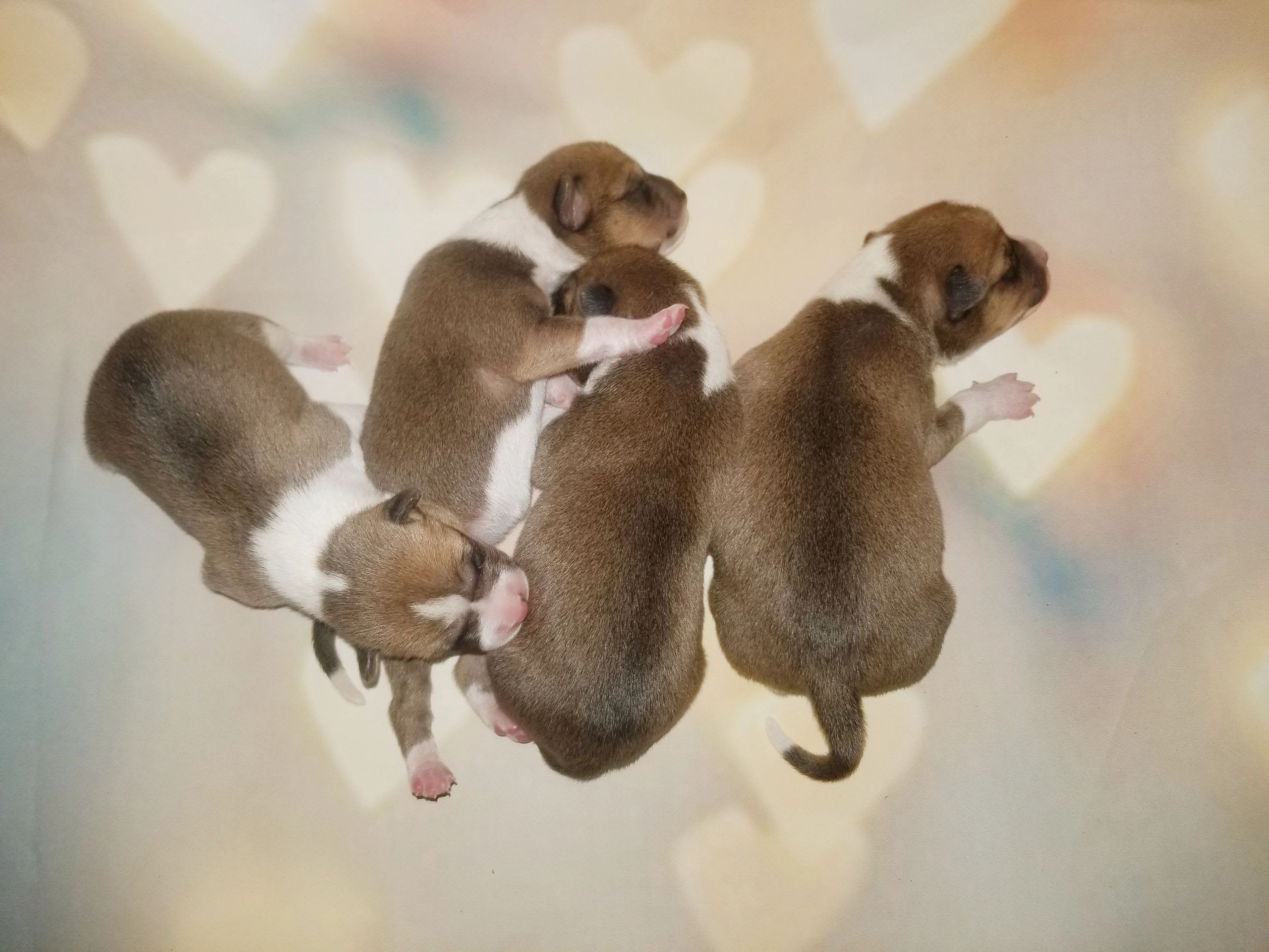 Amedelyofpotpourri Basenji Puppies For Sale Australia