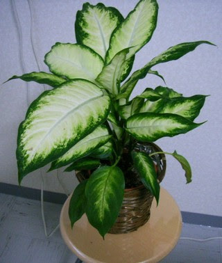 すべての美しい花の画像 ベスト観葉 植物 名前 調べ 方