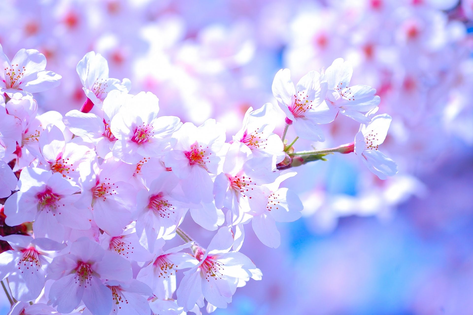 すべての美しい花の画像 50 素晴らしい桜 高画質 壁紙