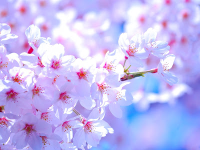 [最も好ましい] 桜 壁紙 高 画質 261137