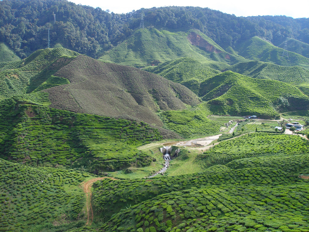 ladang teh cameron highland