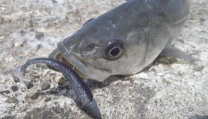 最高のマゴチ ワーム 夜 すべての魚の画像