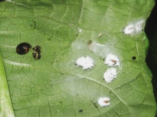 すべての美しい花の画像 最高かつ最も包括的な葉っぱ 裏 白い