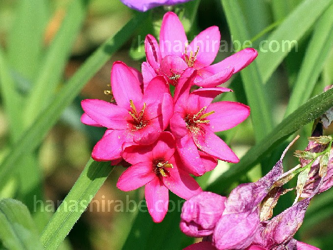 新鮮なイキシア 花 言葉 すべての美しい花の画像