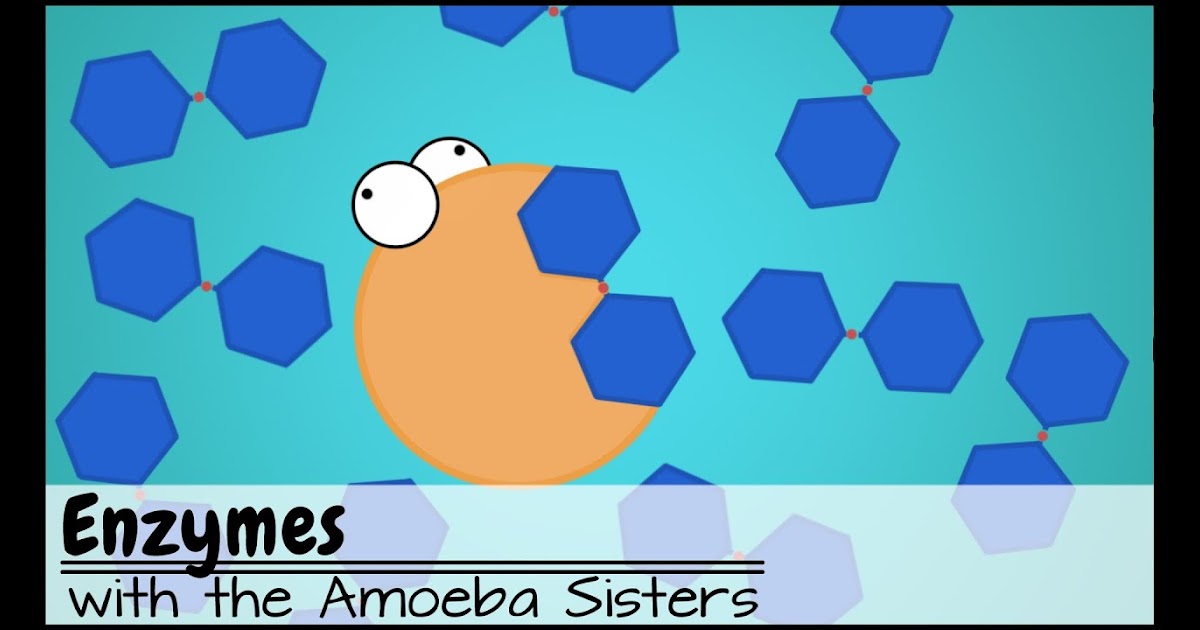 Amoeba Sisters Alleles And Genes Worksheet - Answer Key Amoeba Sisters Video Recap Introduction ...