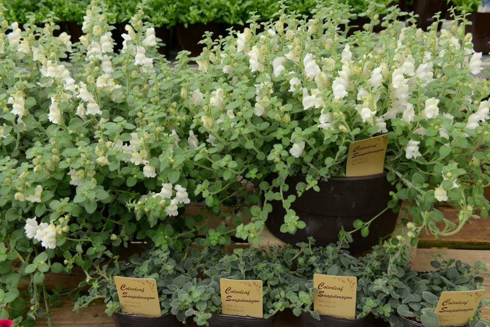 無料ダウンロード春 から 秋 まで 咲く 花 最高の花の画像