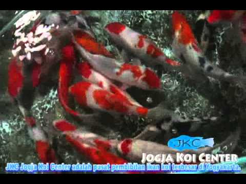 Jual Aquarium Acrylic Jogja