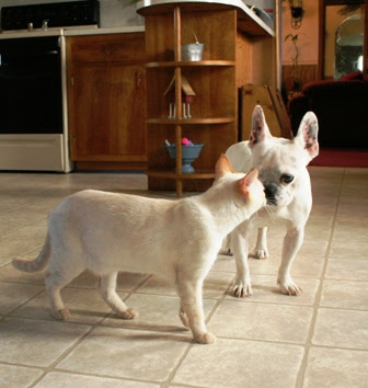 pug puppies: Veterinariansound Advice Correct Wean Puppies