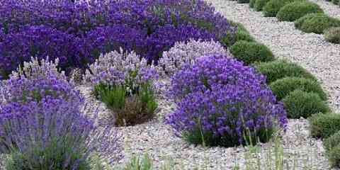 Munstead violet english lavender (lavandula angustifolia) is an exclusive selection that has some of the darkest colored flowers you'll ever see! When Does Lavender Bloom Lavender Blooming Season Floracompass