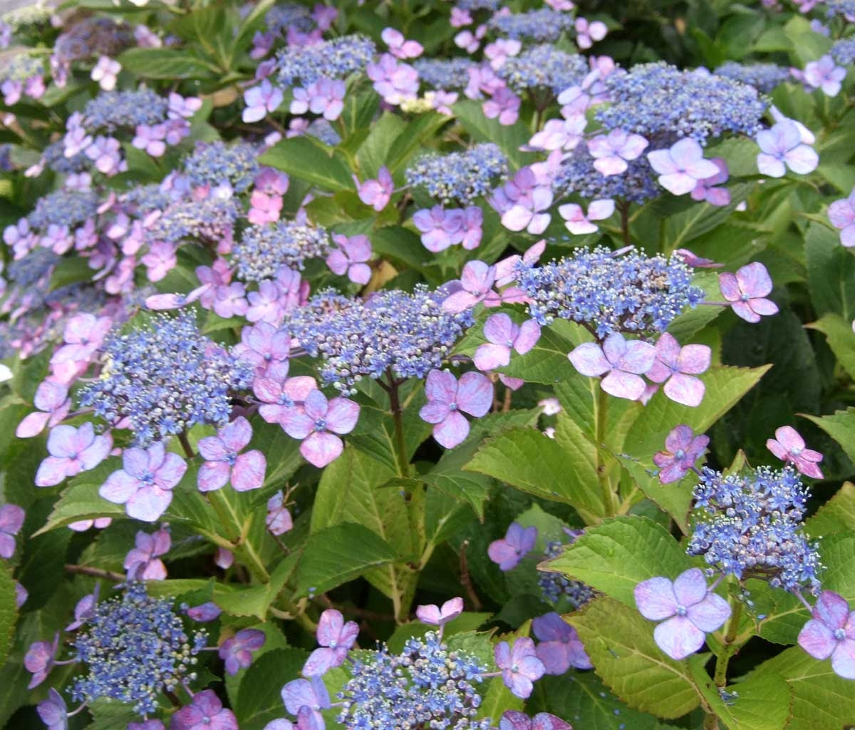 これまでで最高の紫陽花 写真 壁紙 最高の花の画像